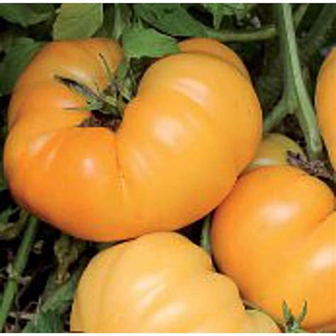 Dr Wyches Yellow Tomato Seeds Etsy