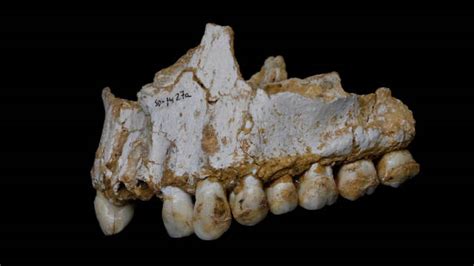 Secrets From Neanderthal Tooth Plaque The Scientist Magazine®