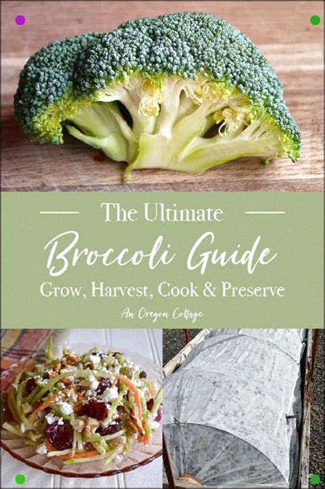 Use This Ultimate Broccoli Guide To Grow Harvest Cook And Preserve