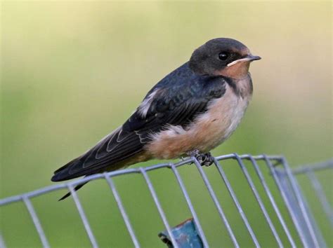 Barn Swallow Hirundo Rustica Juvenile