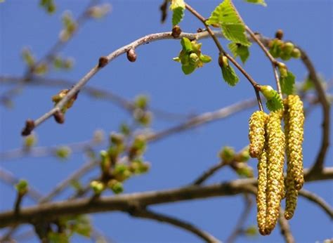 Dary natury: liść brzozy - Penny Dobroszyce