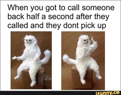 See The Beautiful Funny White Cat With Hands Memes