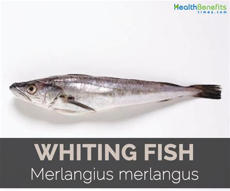 Whiting Fish Facts Health Benefits And Nutritional Value