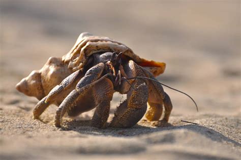 17 Captivating Coconut Crab Facts Stuffs Cool