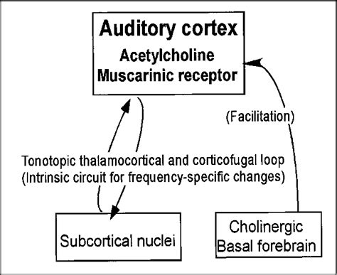 Figure 1 From Development And Plasticity Of The Auditory Cortex