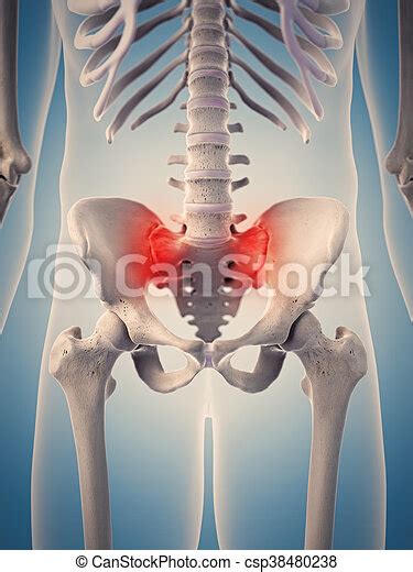 Medically Accurate 3d Illustration Of The Highlighted Human Hip Canstock