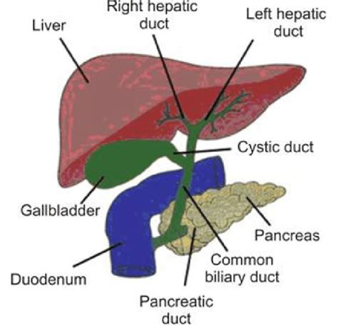 About one in 15,000 to 20,000 babies do not have complete bile ducts. (Color online) Anatomy of the biliary system. | Download ...