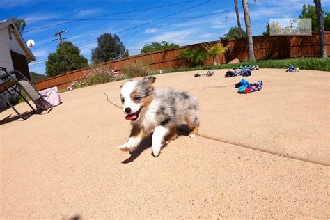 If you are looking to adopt or buy a aussie take a look here! Kumo: Miniature Australian Shepherd puppy for sale near San Diego, California. | a4d332ce-4901