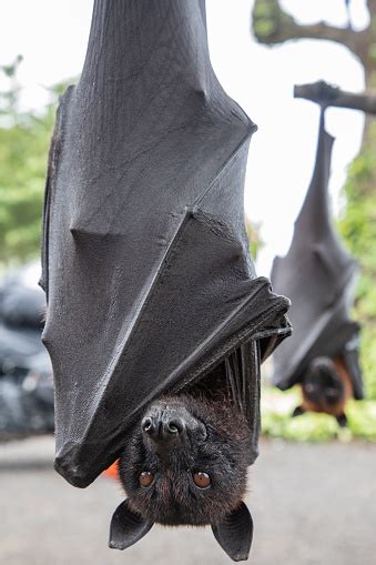 Close Up Of Two Giant Bats Hanging Upside Down In Bali Indonesia Stock