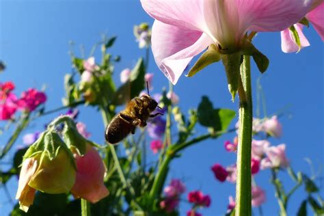 Spring is a season of awakening, but bees are getting back to work sooner that you may imagine. Spring bees, Summer swarms and flowers.