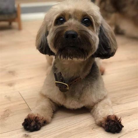 Dackel Bichon Mix Der Chonky Doxie Chon Hunde Zentrale