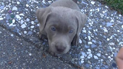 Trained My New 7 Week Old Silver Lab Labrador Puppy To