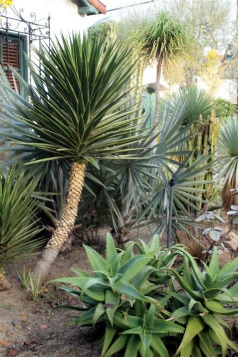 Gehen sie beim umsetzen wie folgt vor: Yucca Palme - 26 fantastische Bilder zur Inspiration ...