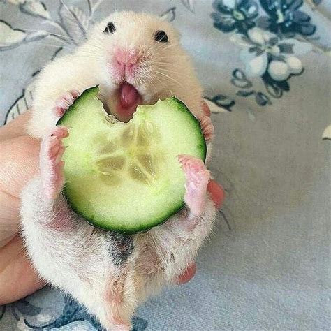 17 Endearing Images Of Animals Eating Food And Loving It Funny