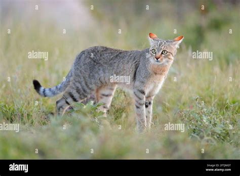African Wildcat Felis Lybica Also Called Near Eastern Wild Cat Wild