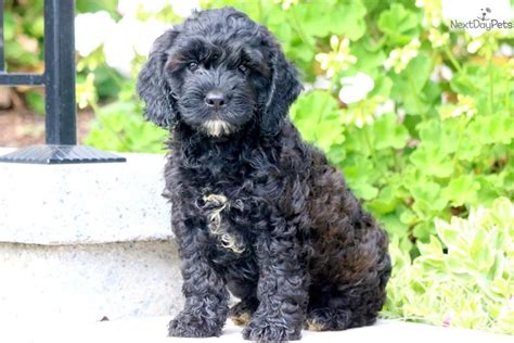 Dexter Cockapoo Puppy For Sale Near Lancaster Pennsylvania