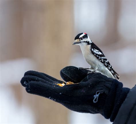 Woodpeckers In Oregon Try And Spot All 12 Species