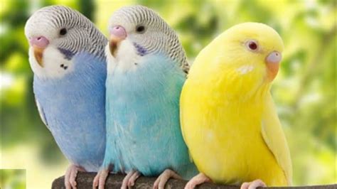 Love Birds Sounds Budgies Singing Budgie Sounds Youtube