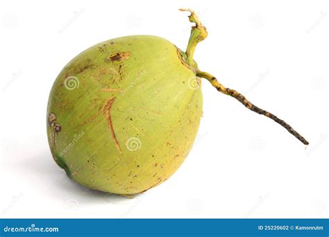 Coconut Fruit Stock Photo Image Of Gourmet Fruit Food 25220602