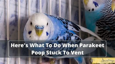 Heres What To Do When Parakeet Poop Stuck To Vent Birds News