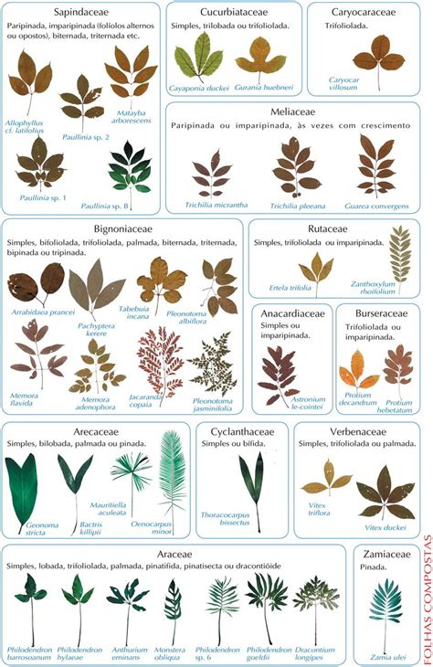 Plant Identification By Leaf Chart