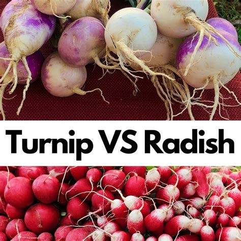 Radish Vs Turnip Differences And Nutrition Good Recipe Ideas