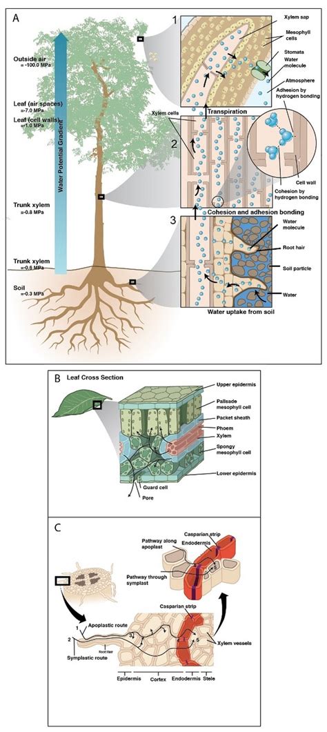 Water Uptake And Transport In Vascular Plants Learn Science At Scitable