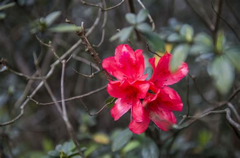 Red Formosa Azalea Bush (Red) — Just Fruits and Exotics