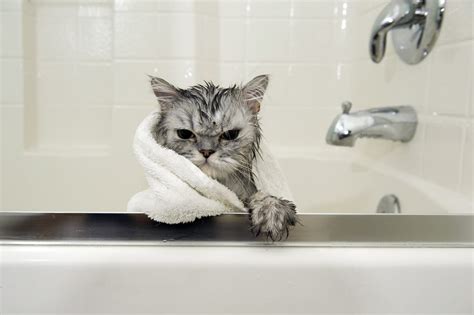 How To Bathe Your Cat And When Its Absolutely Necessary