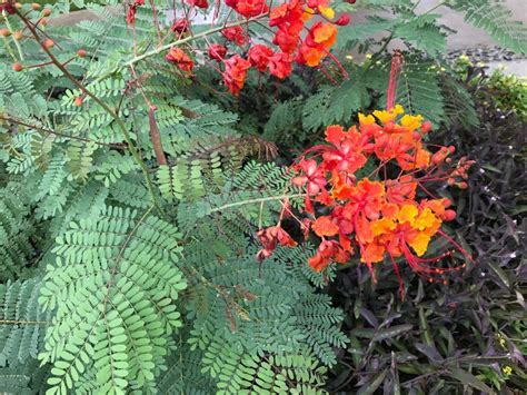 this beautiful tropical plant from barbados is a great addition to texas gardens