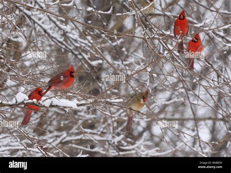 Male Cardinal Snowy Tree Stock Photo Alamy