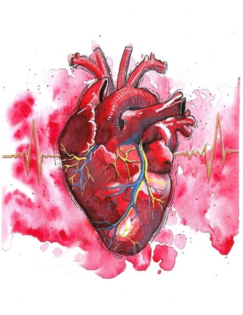 Anatomical Heart Drawing Human Heart Drawing Human Heart Art Human