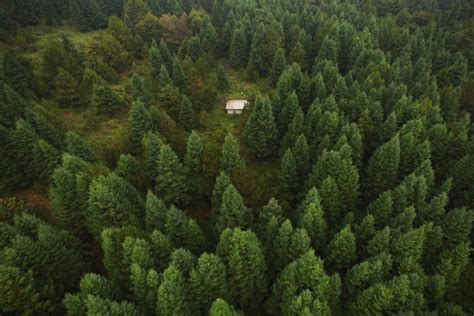 En Plena Recuperación Los Bosques Del Centro De México Gaceta Unam