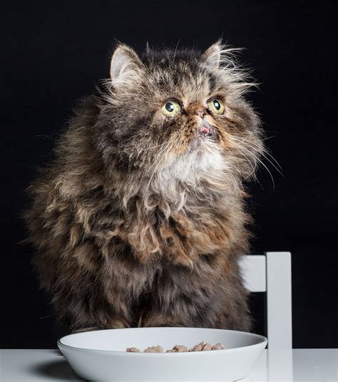 Recognized by the cat fancy since the late 19th century, it was developed first by the english. Persian Cat Food - The Best Way To Feed Your Flat Faced Kitty