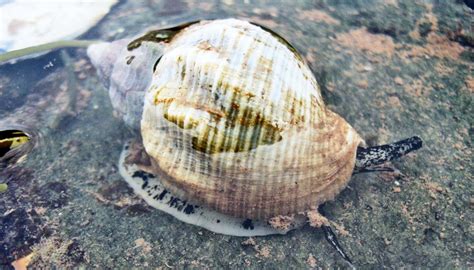 Great Facts Warming Seas Threaten Mid Atlantic Sea Snails
