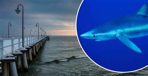 Jakie Rekiny Można Znaleźć W Morzu Bałtyckim