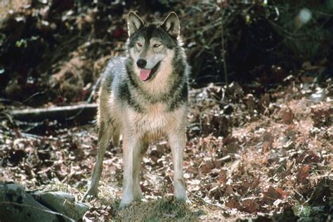 Facts About Wolves And Camouflage Animals Momme