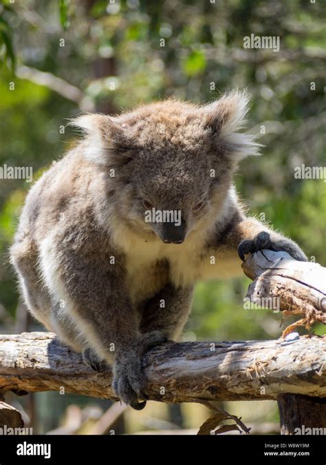 Koala Walking In Tree Branches Stock Photo Alamy