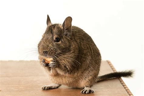 How to care for your Degu - Companion Life