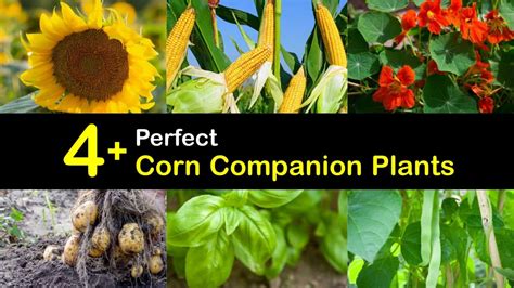 Corn Plant Companions What Grows Well With Corn