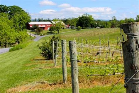 Shenandoah Vineyards Va Review Virginia Wine Country Vineyard