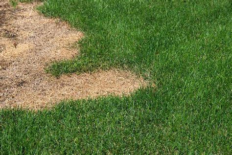 How To Fix Dead Patches And Fill Bare Spots In The Lawn