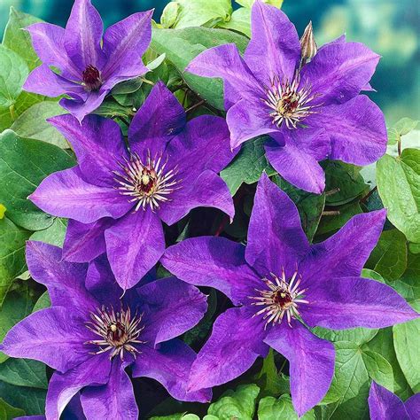 Maybe you would like to learn more about one of these? Clematis 'The President' Hardy Garden Climber Plant ...