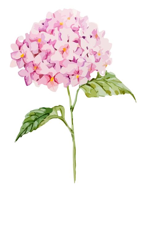 Clipart Hydrangeas 10 Free Cliparts Download Images On Clipground 2024