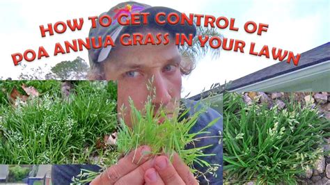 How To Control Poa Annua Grass In You Lawn Invasive Weed With White