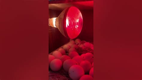 Homemade Incubator Hatching Result Start Youtube