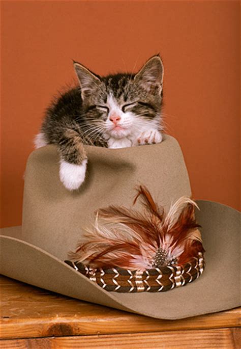 Vector printable cat animal handdrawn cat wearing cowboy hat. cowboy hat - Animal Stock Photos - Kimballstock