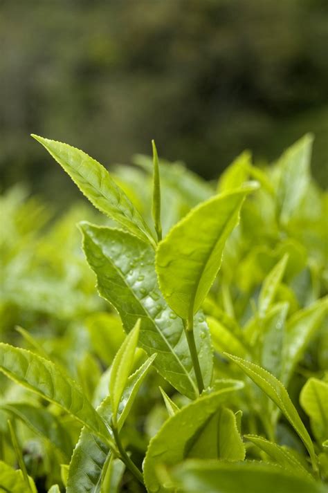 Tea Plantation Free Photo Download Freeimages