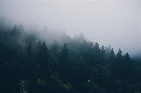 Lake Forest Mountain Foggy Landscape Nature Water Evergreens