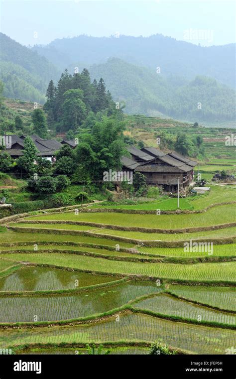 Rice Terraces Longsheng Guangxi China Hi Res Stock Photography And